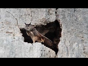 Le hibou Grand-duc fonde famille à Gruissan