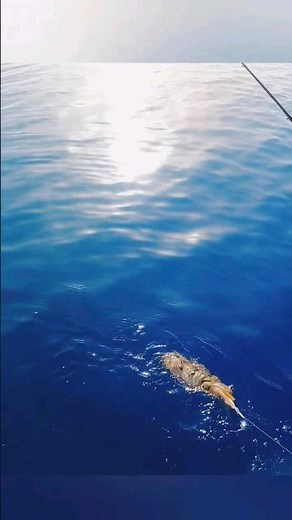 عايز حل لصيد السبيط ده