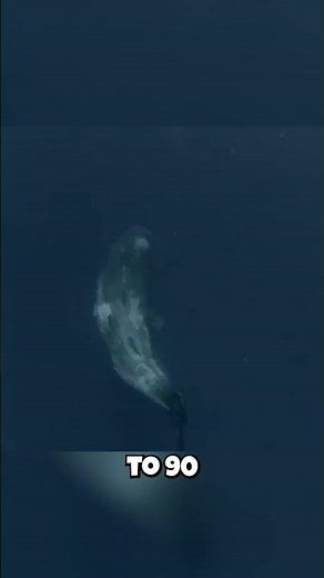 Sperm Whales: They Dive DEEPER Than Submarines?! 🤯