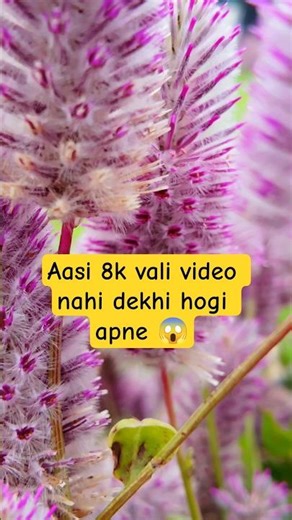 4K video | 4k ultra hd |dubai 4k | sharjah 4k | #4k #4kvideo #5k
