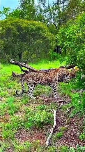 BRUTAL Tiger Fight Caught on Camera| Real Wildlife Battle You Won’t Believe