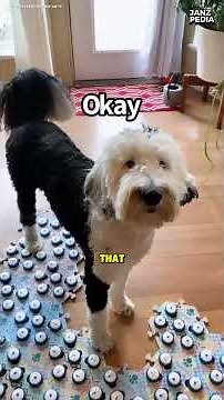 Bunny the Talking Dog Asks: “Why Am I a Dog?” 😱