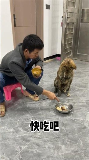 A bowl of rice witnessed their feelings#funny #pets #cute #adoreble #cutedog