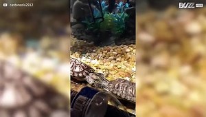 Epic turtle fight in slow motion