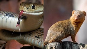 Why are snakes afraid of mongooses; nature’s ultimate predator battle