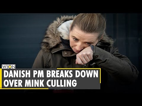 Danish Prime Minister Mette Frederiksen breaks down over mink culling | COVID-19| WION News