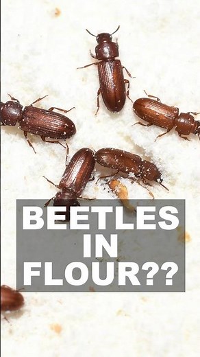 Got bugs in your baked goods? ‪@wkar‬ #servingupscience