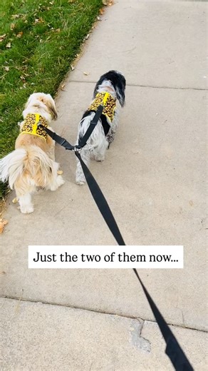 Kimberly Conrad Splendid Life Studio on Reels