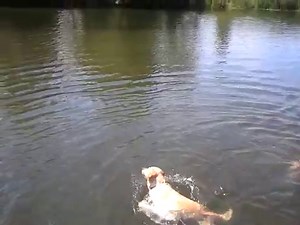 Un chien nage en faisant la brasse