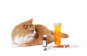 Why an Animal Compounding Pharmacy is the Best Place to Order your Pet's Medication