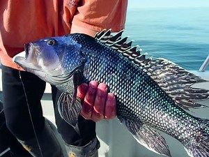 BLACK SEA BASS JIGS