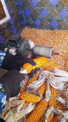 Shelling corn with a simple tool, des13 #farming