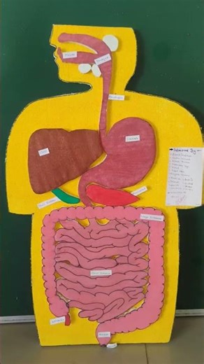 Digestive system Modal,digestive system structure,digestive system, digestion chart,digestion system