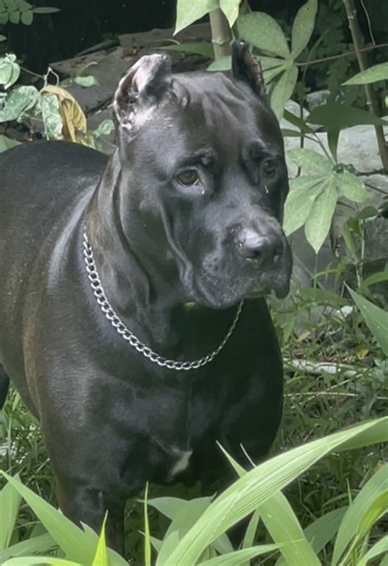 ආදරණීය තෙතැන්පත් බෑන්ඩොග් දෝරා