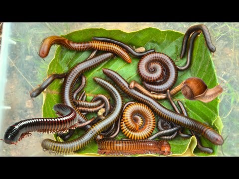 🇺🇸Wildlife Catching dangerous insects, Millipede,Red Centipede ,Maggots, scorpion Millipedes