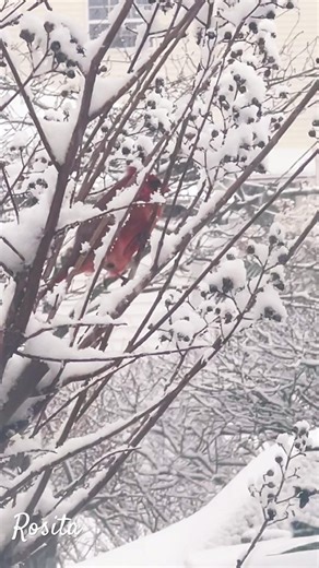 Red cardinal spotted during the blizzard