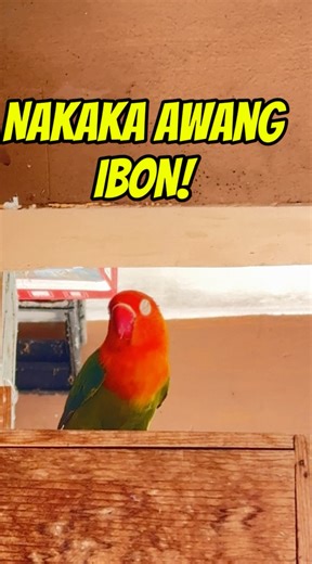 343K views · 7K reactions | Nakakaawang Bisita #jrmaviary #followersreels #opaino #breeding #dreambird | Jrm Aviary | Facebook