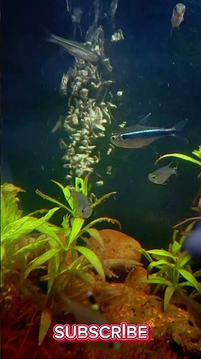 Relaxing Fish Swim Loop 🐟💧 | Short 4K