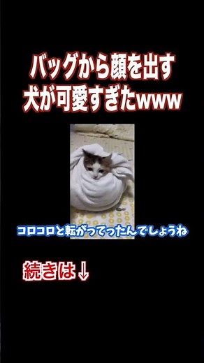バッグから顔を出す犬が可愛すぎたw w w w w