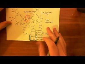 Vancomycin Resistant Enterococcus Part 3