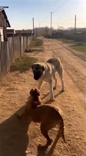 Dog Jump Fail vs Big Guard Dogs! 😱🐕 #Shorts