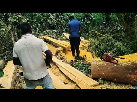 Cutting process of jack tree in a srilankan village.