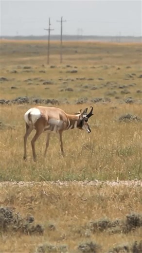Wyoming is antelope country, and there’s more than one way to make your stalk count. We broke down 3 proven spot-and-stalk tactics to help you make the most of your next antelope hunt. Read the full breakdown → https://bit.ly/4nYUThv #THELIFEatTMO #tablemountainoutfitters #antelope | Table Mountain Outfitters