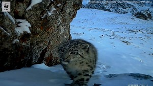 10K views · 806 reactions | Check out the latest camera trap footage from Gansu and Xinjiang, two priority snow leopard landscapes in China, including a snow leopard mother and her cubs.  | WWF-Australia | Facebook