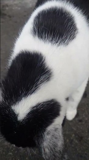 ご飯中のみ触らしてくれる隻眼の猫 #cat #catcute #kittey