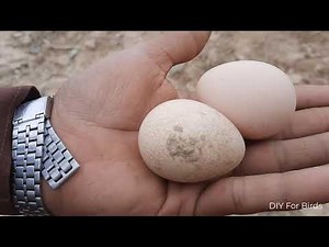 How to Find Guinea fowl Nest and Eggs in the grass | Guinea fowl egg and nest