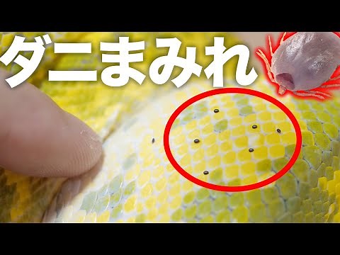 If you soak a snake with a lot of ticks in water for an hour...