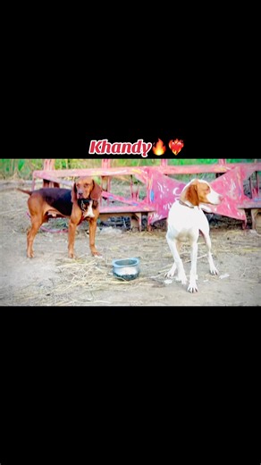 Exploring the Pointer Dog Breed Traits and Care