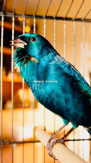 Canary Training Song | Male Canary Singing | Irish Fancy Canary Singing #canarysinging #shorts #1m