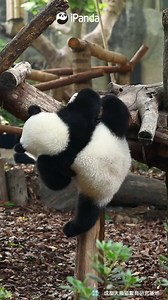 You’d better train your arm and tummy strength so that you can climb up to the log next time. #HiPanda #ChengduPandaBase #PandaMoment #PandaOfToday For more panda information, please check out: http://en.ipanda.com | iPanda