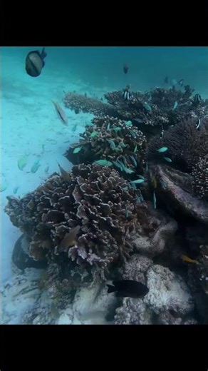 Exploring a Vibrant Coral Reef 🌈 | Colorful Marine Life, Clear Waters & Underwater Views