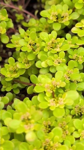 Sedum Stringy Stonecrop, Gold Moss Succulent #pinayinjapan #succulentlover #houseplants