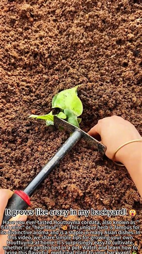 Growing Houttuynia Cordata – Easy Tips! 🌱