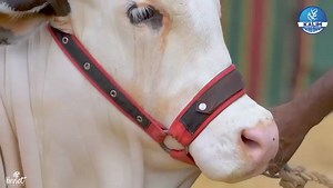 11 reactions | CALL : 0343-8282121 MESMERISING BEAUTIES GEMS OF 2024 拾 NOW PRESENTING  ✨PRINCE✨ THE SUPREME COLLECTION OF ⬇️  KALIM CATTLE FARM  #kalimcattlefarm #season2024 #mehrozkhanphotoghraphy | Karachi Sohrab Goth Cow Mandi-Bakra Eid In Pakistan | Facebook