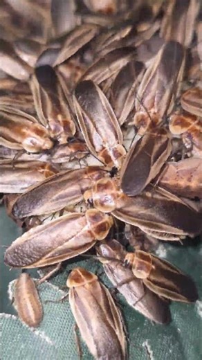 Some more footage of Schultesia lampyridiformis (Firefly Mimic Roaches) eating some apple. 😄