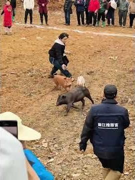 Pig-Catching Festival is now but palyers are adorable kids. Whoever catches it gets to keep it #pigs