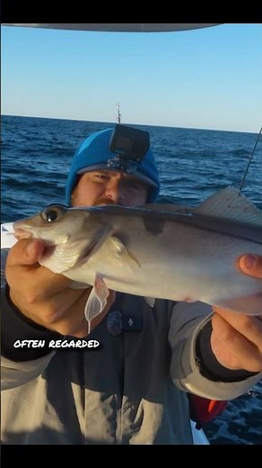 Haddock Vs Pollock Catch and Cook!