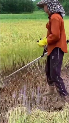 Cutting rice efficiently using a simple cutting machine