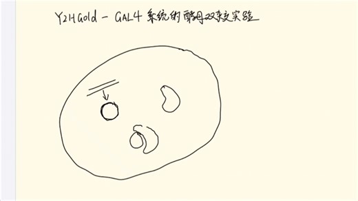 师姐小课堂-Y2HGold-GAL4系统的酵母双杂交实验原理