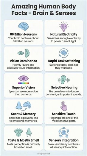 Facts About Human Brain & Senses