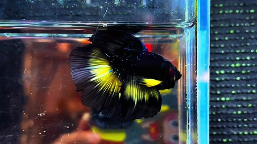 Beautiful Betta Fish Varieties | Betta Dumbo and Black Yellow HM