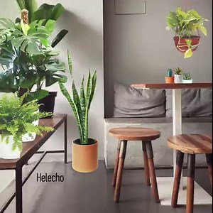 Esta es tu señal para llenar tu casa de plantas y hacer una selva interior. Si no sabés nada de cuidado de plantas empezá por las que son a prueba de todo, como estas 5 que te proponemos. Los cactus y suculentas son ideales para decorar cualquier espacio y se bancan muchos días sin agua. Los helechos son super vistosos y no necesitan mucho cuidado, con poco riego crecen super bien. El potus es una planta de interior muy famosa porque no solo es super decorativa, si no que es re fácil de mantener
