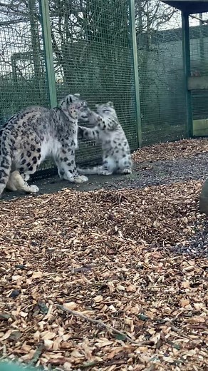 Baby Shen loves causing trouble! #snowleopard #cub #cat #zookeeper #fyp
