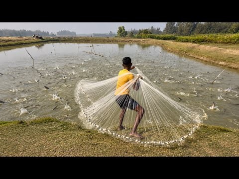 Fishing Net Video - Traditional Cast Net Fishing in River - Best Fishing Net Village River Video