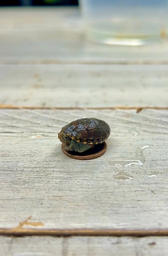 Tiny Turtle Fits On a Penny 😰 #babyturtle #babyturtles #babyanimals #babypet #otistheturtle #tortoise #tort #OMG #turtle #tiny #strangepets #turtles #smol #gardenstatetortoise #cutenessoverload #cuteness | Garden State Tortoise