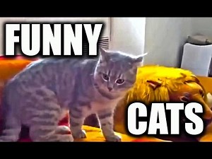 Cats Funny Moments Compilation with sound effects